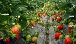 爆料种植草莓视频大全最新,揭秘最新视频大全中的种植技巧与经验分享