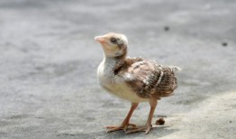 潍坊爆料小爷爷是谁啊最新消息