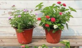 南康爆料打架视频最新,最新打架视频引发社会关注