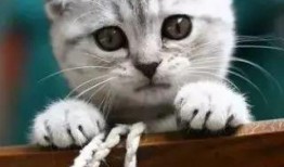 mmsz19猫咪官网最新版本爆料,全新功能与设计亮点抢先看”